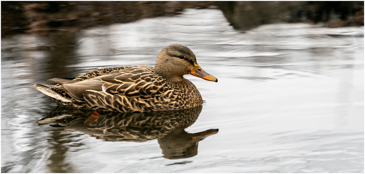 Chasolen Debra Mallard Nature   Ornithological   Class B 20260225